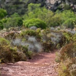 Evadict Trail Running Tight-Shorts